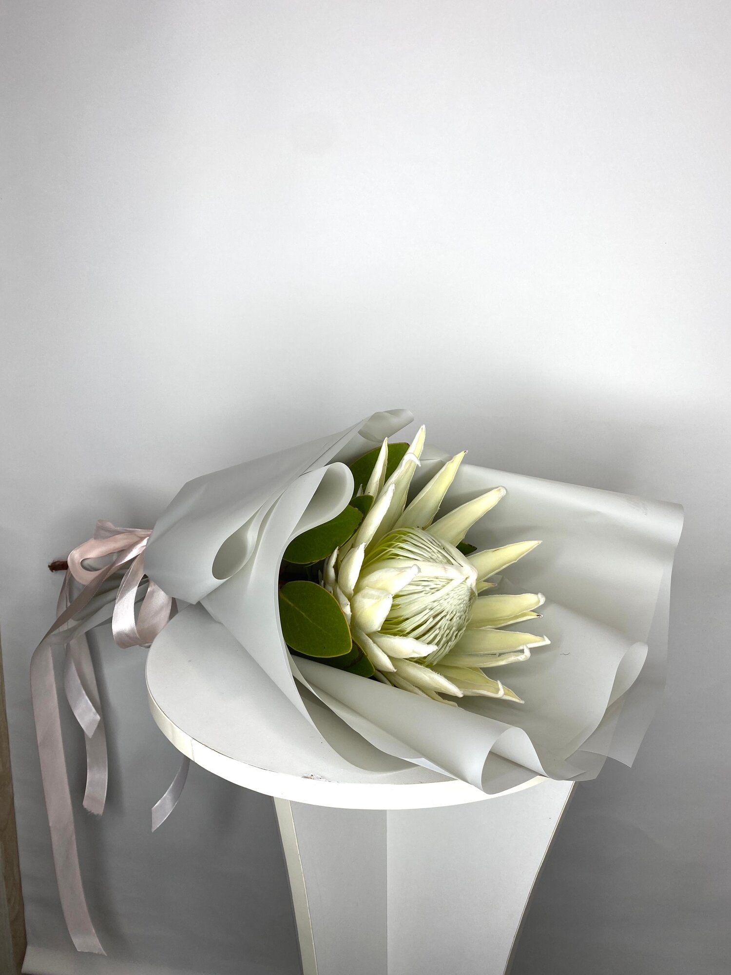 Протея белая