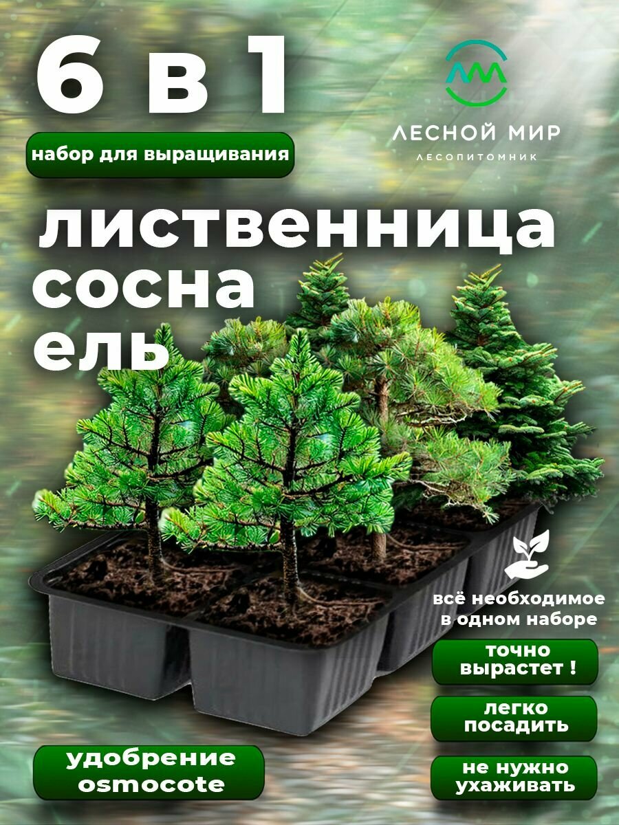 Набор для выращивания рассады растений 6 деревьев Лиственница Сосна Ель