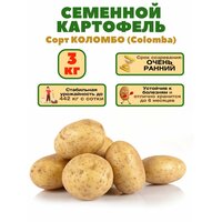 Картофель Коломбо, 3 кг, семенной, раннего созревания, устойчив к жаре и засухе; клубни не развариваются, имеют отличные вкусовые качества