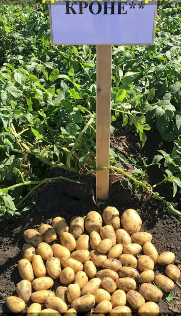 Изображение Картофель семенной селекционный кроне клубни репродукция суперэлита 5 кг