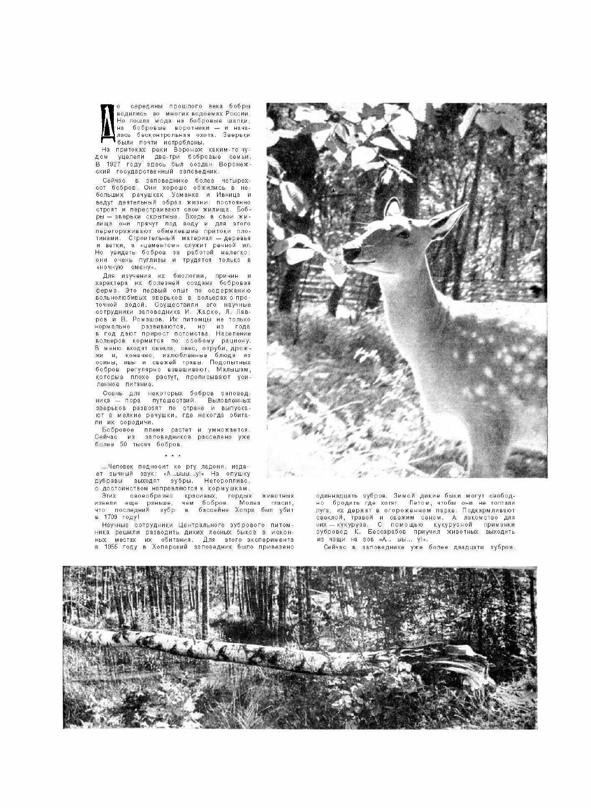 Журнал "Вокруг Света". №12, декабрь 1963 - фото №5