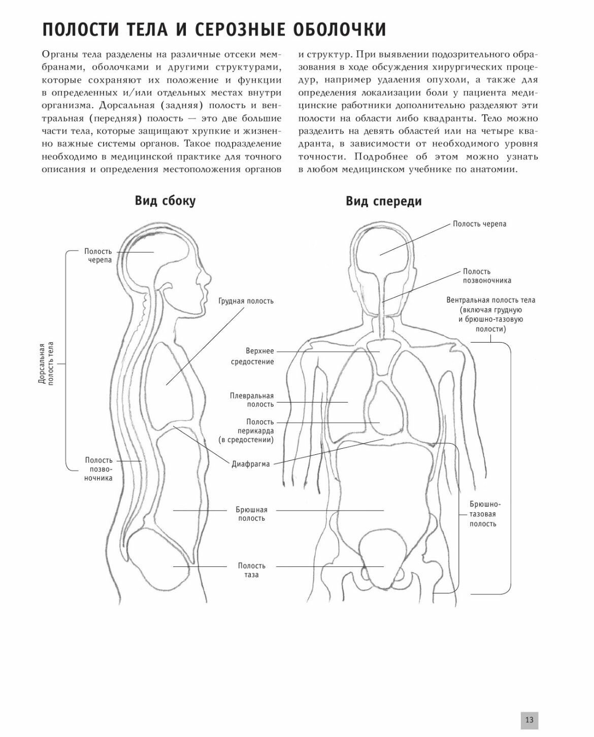 Анатомия для художников (Крауч Дженнифер) - фото №11