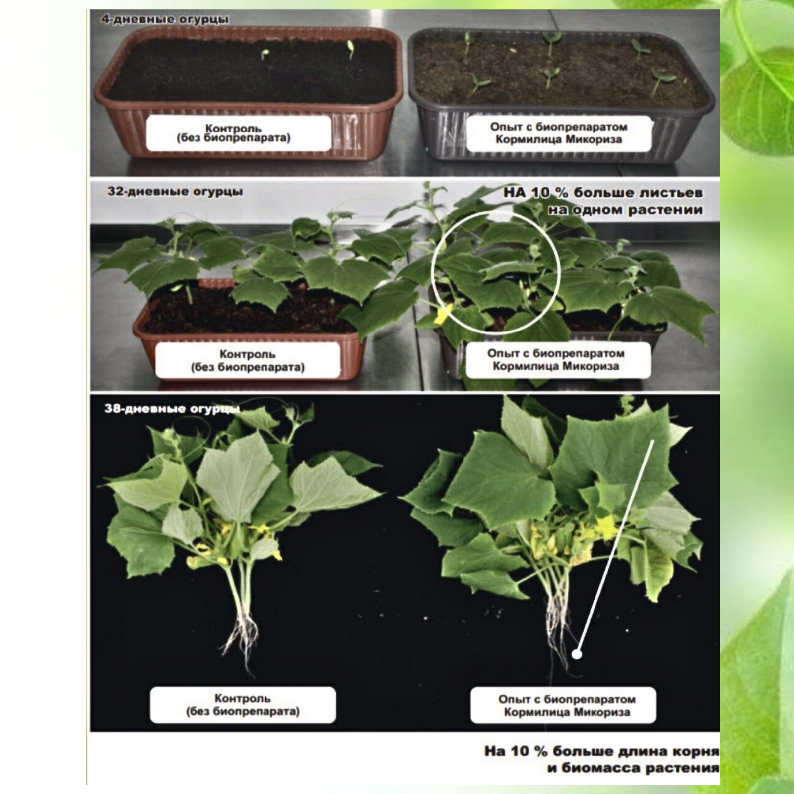 Микориза " Кормилица" - универсальное удобрение для растений, рассады, корней Стимулятор роста защита 10л - фотография № 15