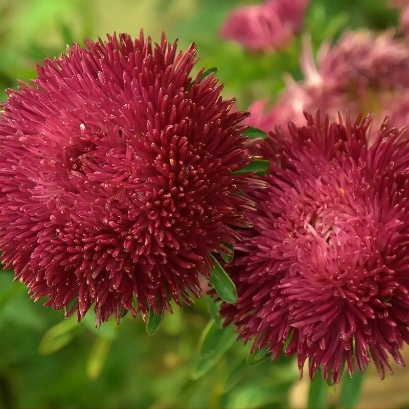 Астра Ювел Гранат, с особо крупными шаровидными цветками игольчатой формы для срезки высокого качества, 35 семян