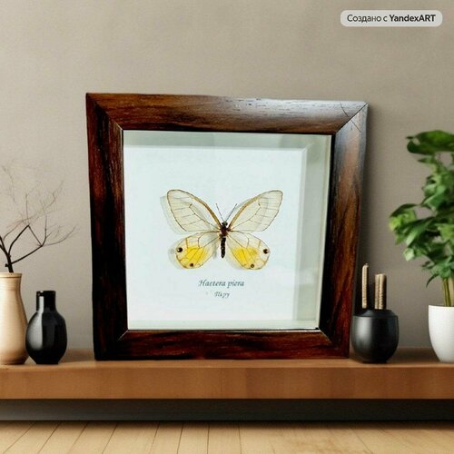 Бабочка в рамке / Фантомная бабочка/ Haetera piera