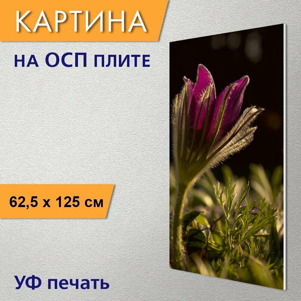 Вертикальная картина на ОСП "Паске цветок прострел пульсатилла" 62x125 см. для интерьериа