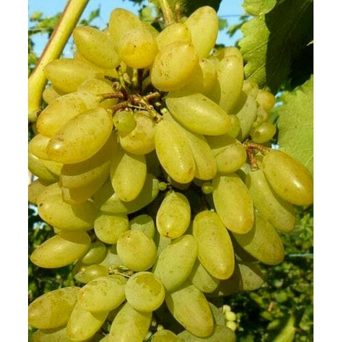 Виноград Тимур, 1 штука виноград столовый монарх