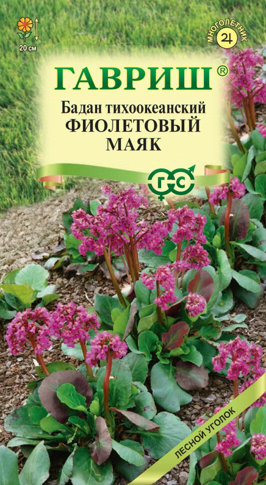 Семена Бадан тихоокеанский Фиолетовый маяк 001г Гавриш Лесной уголок 10 пакетиков