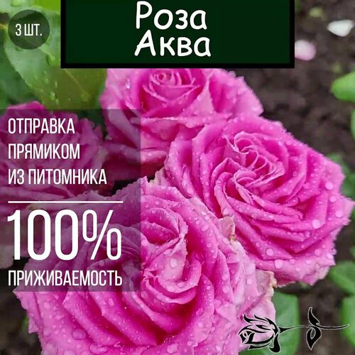 Саженец розы Аква 3 шт./ Чайно гибридная роза