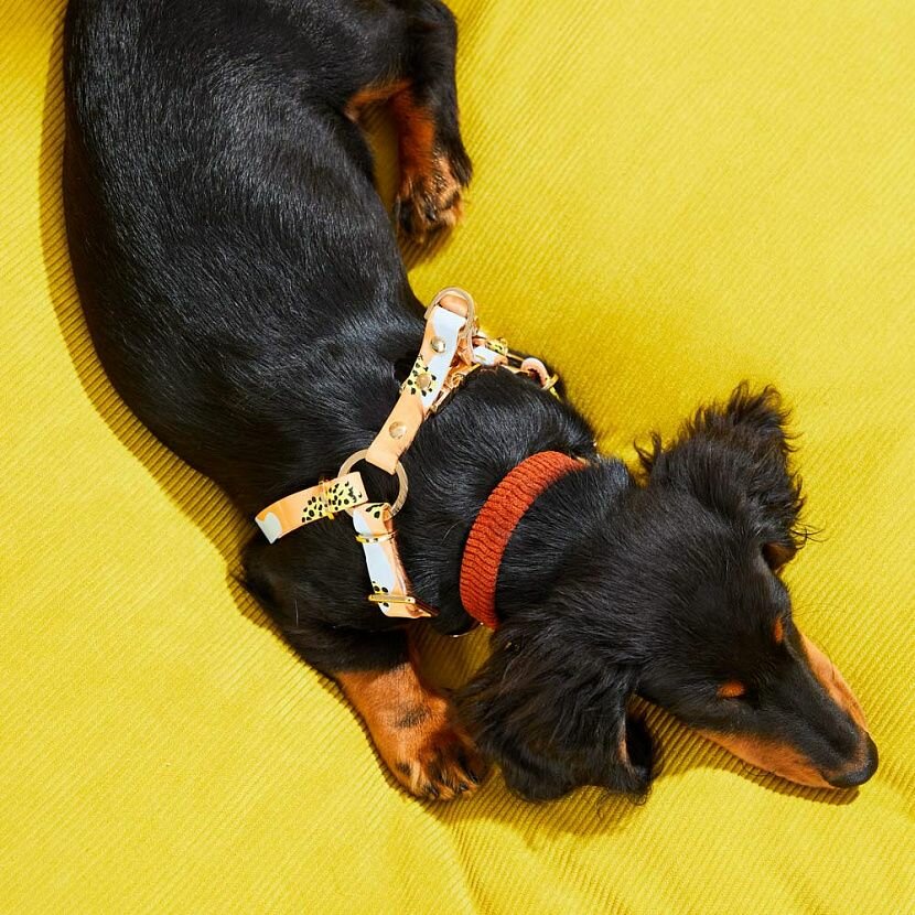 Tumble Weed Шлейка для собак M — фото 1