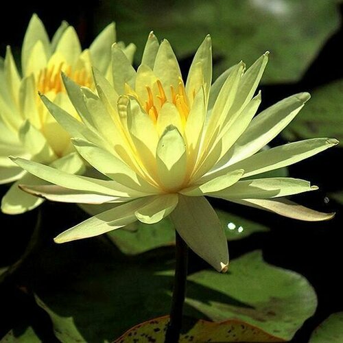 Растение для пруда Водяная нимфея Charlene Strawn, желтая, корневище