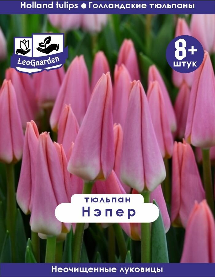 Тюльпан Луковица, Саами, 8+ шт