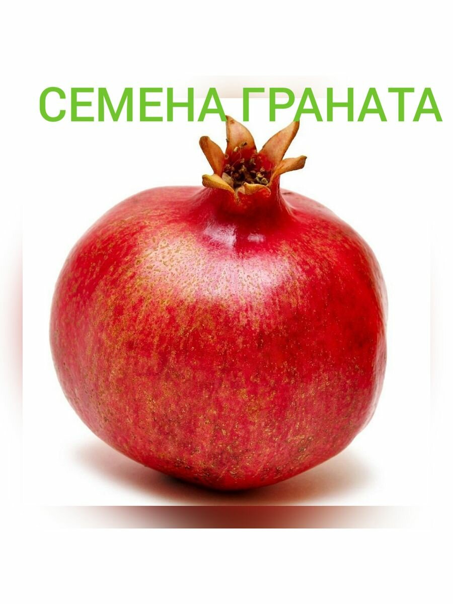 Семена граната, 5 шт