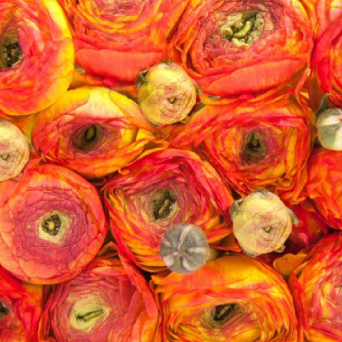 Луковицы цветов, сhipollino flowers, ранункулюс ORANGE (10 луковиц)