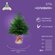Ель искусственная Crystal trees Оливия