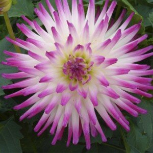 Георгина Хейли Джейн (1 клубень). Holland Bulbs (Голландия)