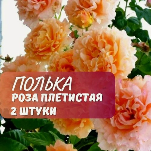 Изображение товара Роза плетистая Полька (Polka) / 2 шт, ароматный, морозостойкий сорт