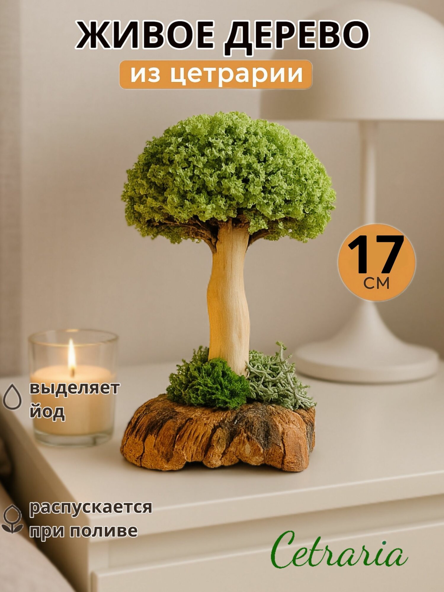 Настольный сухоцвет деревце Цетрария