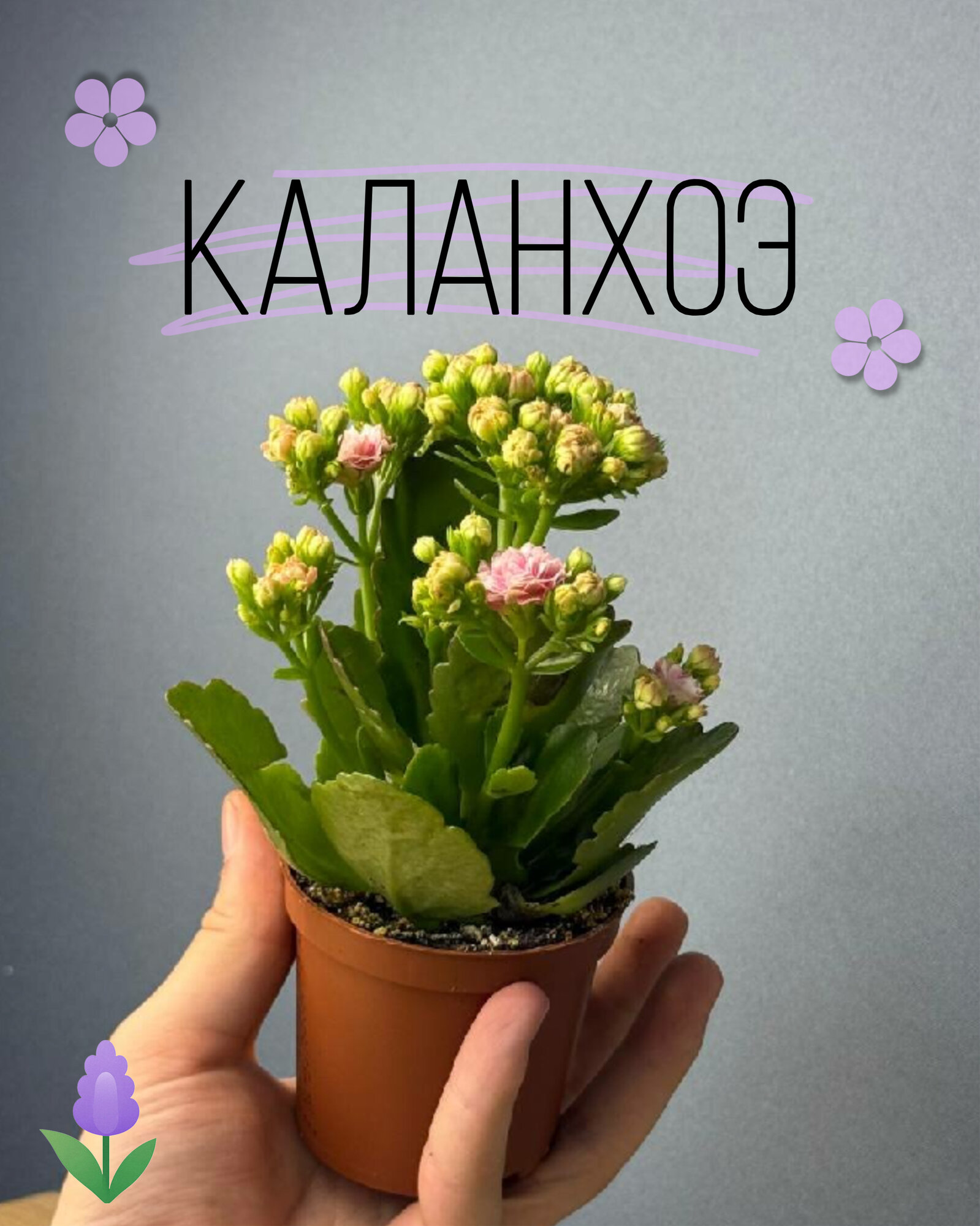 Каланхоэ с розовыми цветами — миниатюрное но стойкое растение с долгим цветением и минимальным уходом