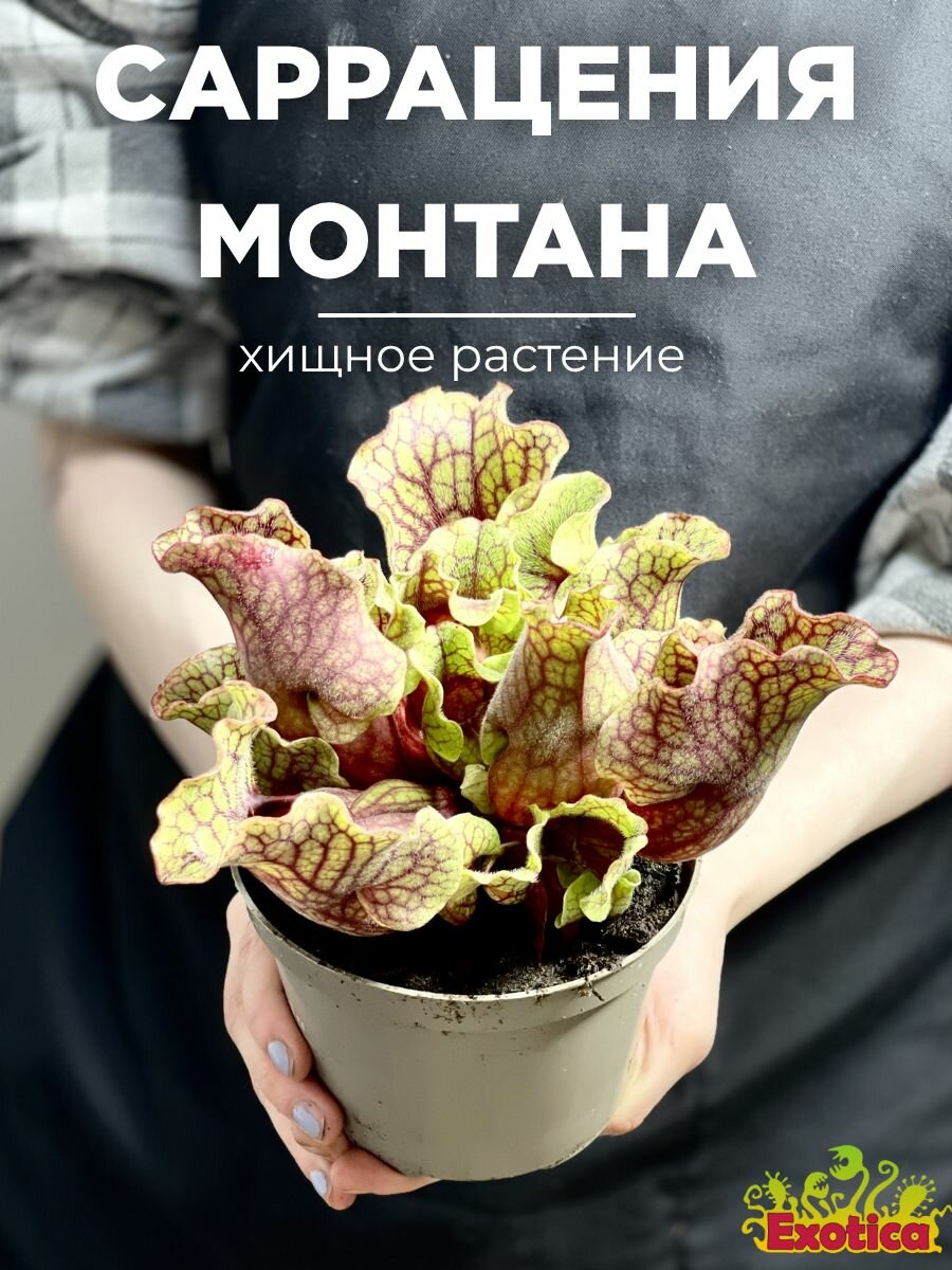 Саррацения Монтана D12 плотоядное растение