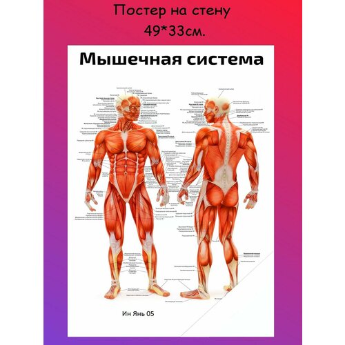 Постер, плакат на стену "анатомия человека сосудистая система" 49х33 см (А3+)