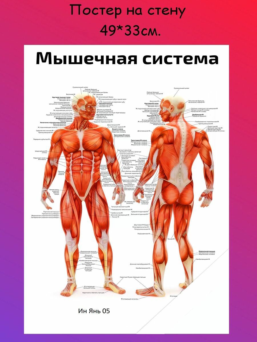 Постер, плакат на стену "анатомия человека сосудистая система" 49х33 см (А3+)