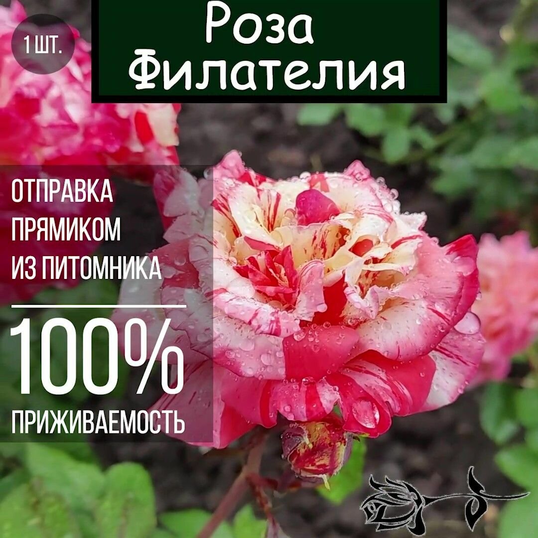 Саженец розы Филателия / Чайно гибридная роза