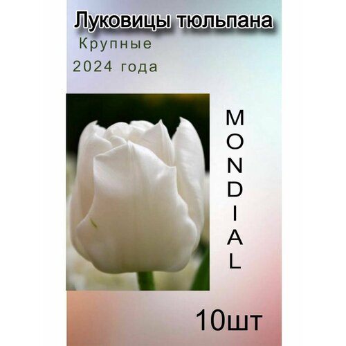 Луковицы Тюльпана Mondial ( 10 шт)