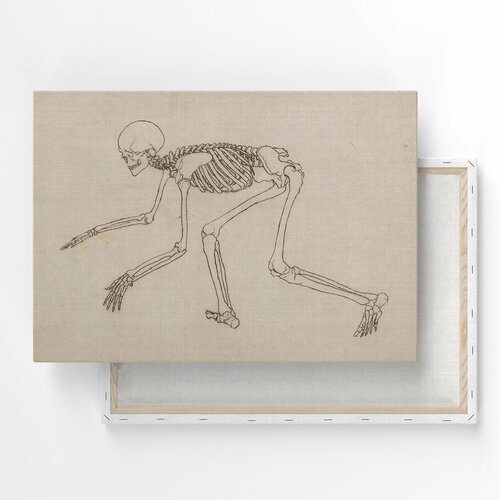 Картина на холсте, репродукция / Джордж Стаббс - Human Skeleton, Lateral View / Размер 30 x 40 см
