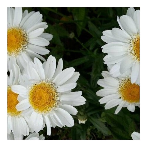 Нивяник наибольшой Goldrausch светло-желтый махровый 580₽