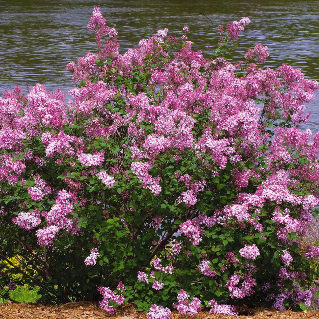 фото Сирень Мейера Флауэрфест Пинк (1 саженец)