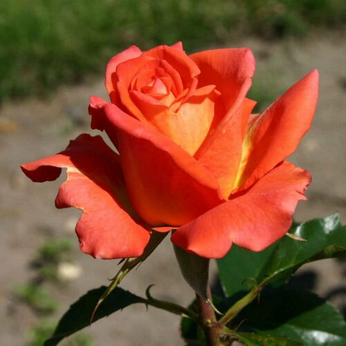 Роза комнатная Моника (чайно-гибридная) саженец роза чайно гибридная филателия