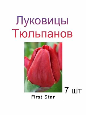 Луковицы Тюльпана First Star ( 7 шт)