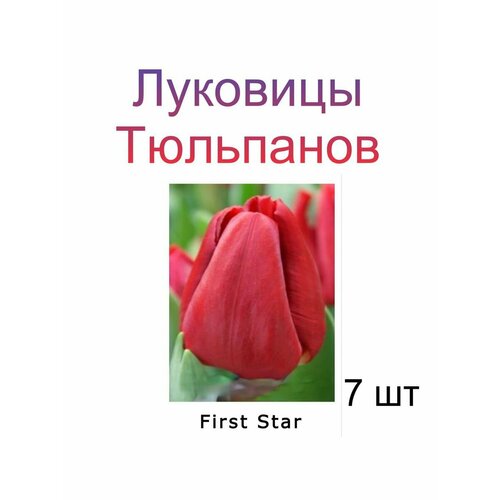 Луковицы Тюльпана First Star ( 7 шт)