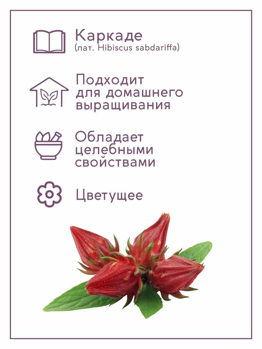 Набор для выращивания растений и цветов в горшке для дома