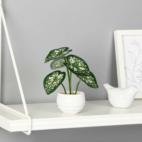 Бонсай в горшке Диффенбахия элегант галант 6х13 см зелёный 411₽