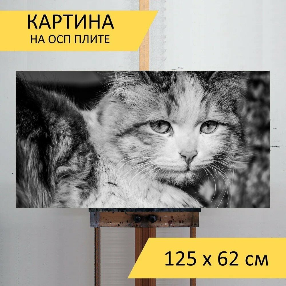 Картина на ОСП "Кошка, животные, домашний питомец" 125x62 см. для интерьера на стену