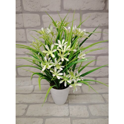 Кукушкины слезки в горшке белые от бренда Лотос 300₽