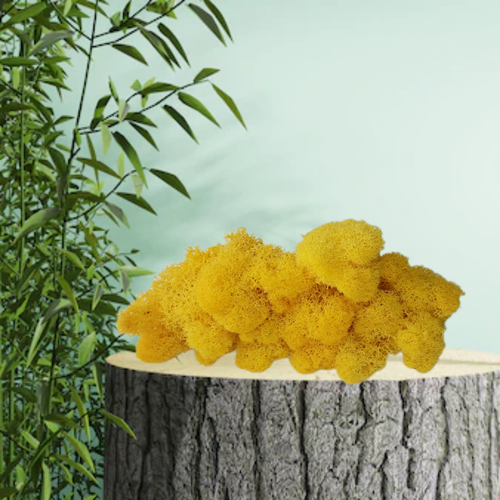 Мох ягель стабилизированный цвет лимонный для декора 100 гр 489₽