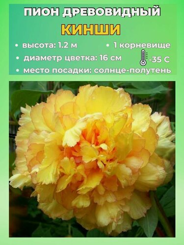 Изображение товара Пион древовидный корневище, 1 штука