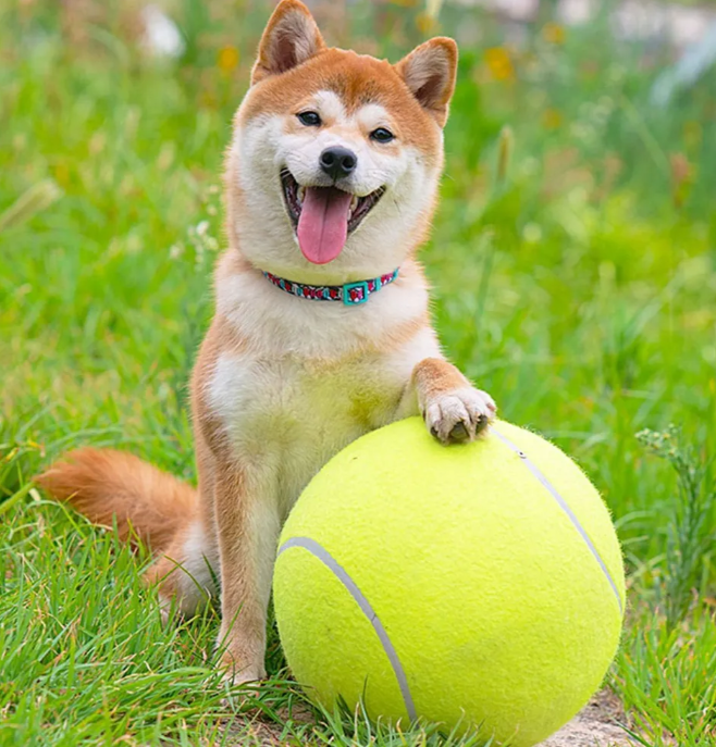 Мяч с насосом 30 см для собак - фотография № 1