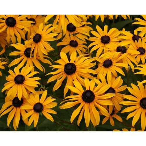 Рудбекия блестящая Goldstrum 580₽