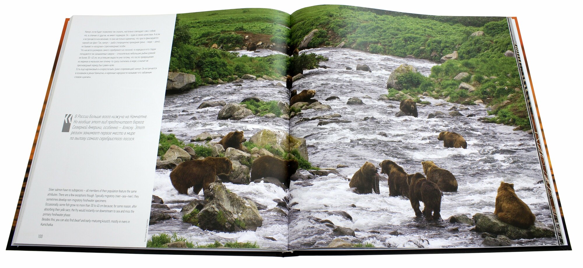 Реки Дальнего Востока - колыбель тихоокеанских лососей = Rivers of The Russian Far East - A Cradle of Pacific Salmon - фото №4