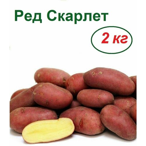 Картофель семенной Ред Скарлетт (2 кг)