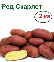 Картофель семенной "Ред Скарлет", 2 кг, раннеспелый сорт, имеет высокую оценку фермеров за устойчивость к болезням и условиям хранения, за привлекательный вид и отменный вкус