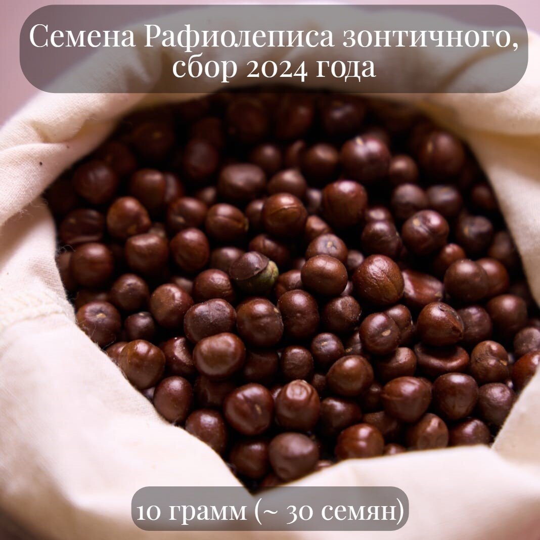 Семена вечнозеленого кустарника Рафиолеписа зонтичного, или Иглочешуйника, "Японский боярышник", подходит для бонсай, 10 грамм (примерно 30 шт)
