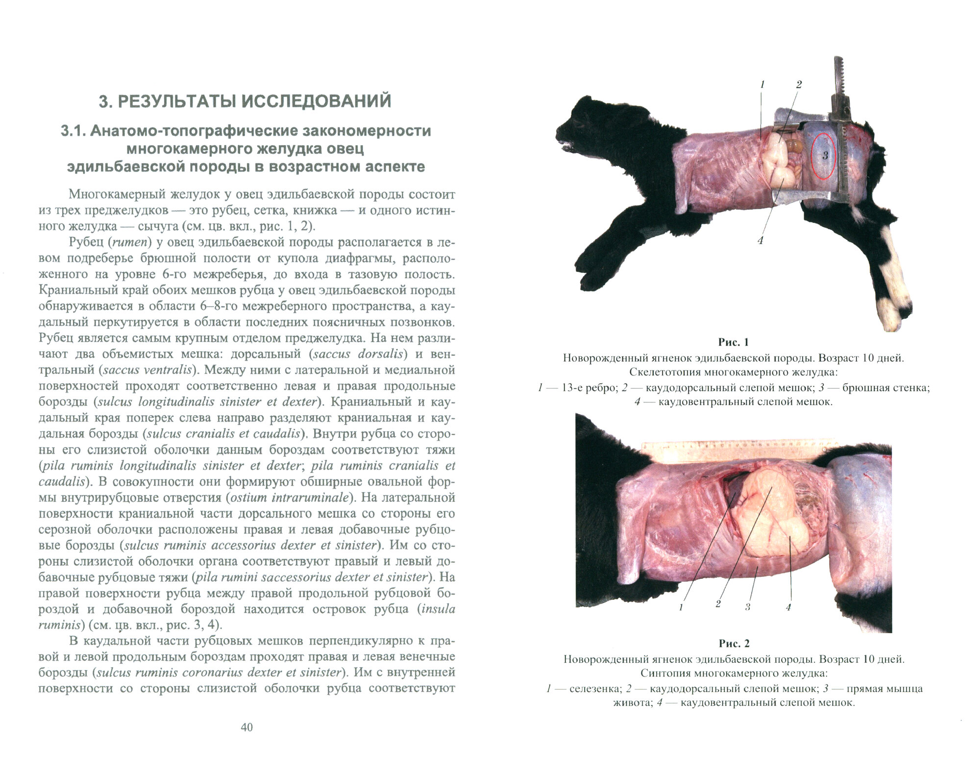 Морфология многокамерного желудка овцы. Монография - фото №5