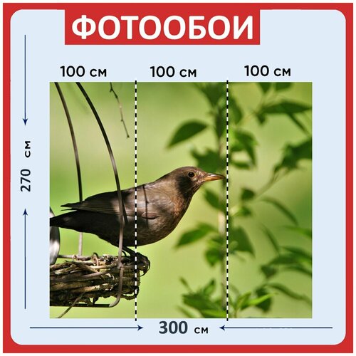 Фотообои Черный дрозд дроссельной заслонки собирательство 300x270 см флизелиновыена стену 3950₽