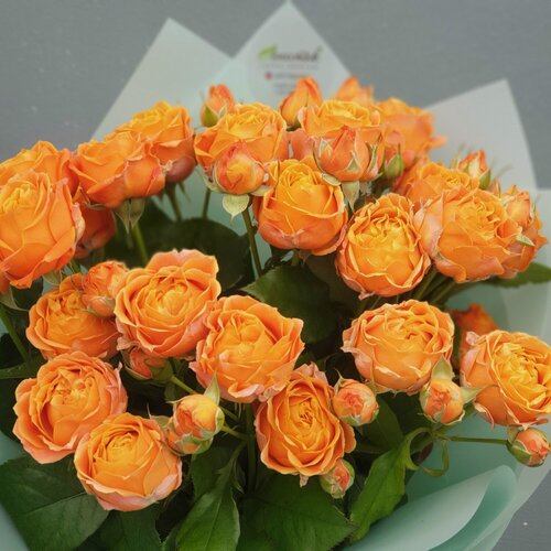 Изображение товара Роза спрей "Корал Баблс", морозостойкая, многолетняя, высота 70 см, коралловый цвет, 1