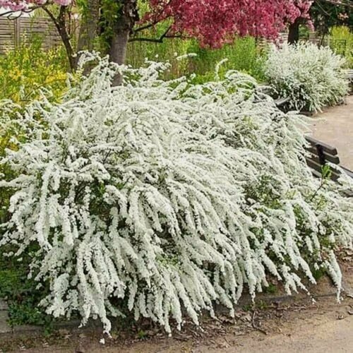 Изображение товара Спирея серая Грефшейм (Spiraea cinerea Grefsheim) / 1 шт, ароматный сорт